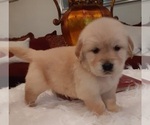 Small Photo #5 Golden Retriever Puppy For Sale in BEVERLY HILLS, CA, USA
