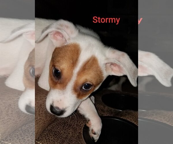 Medium Photo #14 Mutt Puppy For Sale in Spring, TX, USA