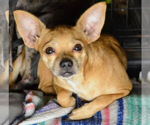 Chiquita - Female Chihuahua-Unknown Mix Dog for Adoption - Photo #2