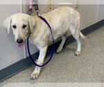 Small Labrador Retriever Mix