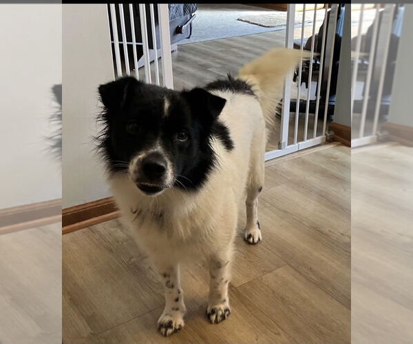 Medium Photo #3 Collie Puppy For Sale in Walnutport, PA, USA