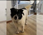 Small #2 Collie