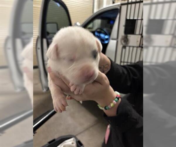 Medium Photo #1 Mutt Puppy For Sale in Houston, TX, USA