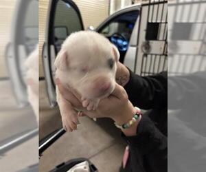 Mutt Dogs for adoption in Houston, TX, USA