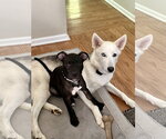 Small #1 American Pit Bull Terrier Mix