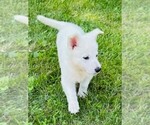Small #4 German Shepherd Dog