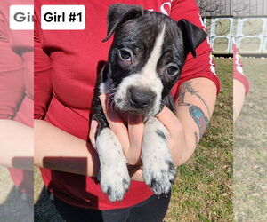 American French Bull Terrier Dogs for adoption in Chester, VA, USA
