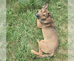 Small #4 German Shepherd Dog Mix