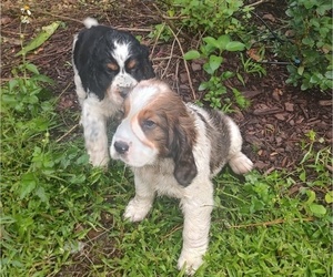 English Springer Spaniel Litter for sale in GLEN SAINT MARY, FL, USA