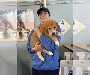 Siberian Husky-Unknown Mix Dogs for adoption in Holly Springs, NC, USA