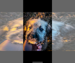 Puppy Chewie Bernedoodle-Presa Canario Mix