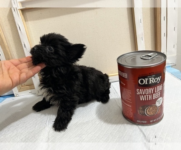 Medium Photo #90 Yorkshire Terrier Puppy For Sale in HAYWARD, CA, USA