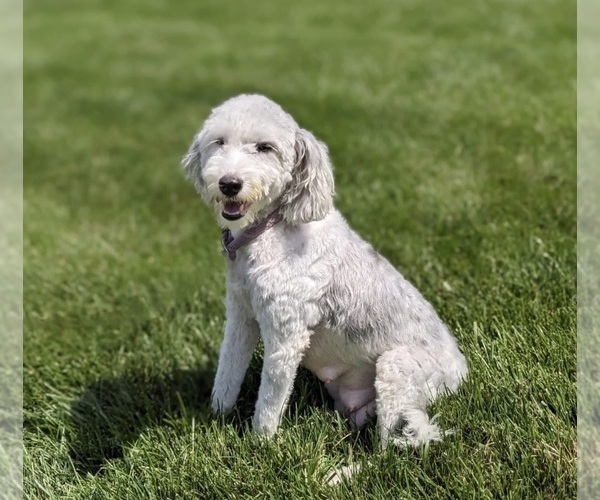 Medium Photo #1 Sheepadoodle Puppy For Sale in MILLERSBURG, OH, USA
