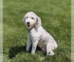 Small Photo #1 Sheepadoodle Puppy For Sale in MILLERSBURG, OH, USA