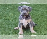 Puppy Puppy 11 Purple American Bully