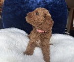 Small Photo #59 Goldendoodle (Miniature) Puppy For Sale in SAN FERNANDO, CA, USA