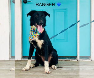 Great Pyrenees-Unknown Mix Dogs for adoption in Rockaway, NJ, USA