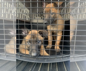 Belgian Malinois Puppy for sale in LAGRANGE, GA, USA