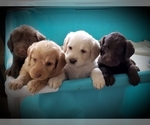 Small Photo #1 Labradoodle Puppy For Sale in AUBURN, KS, USA