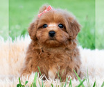 Small #2 Maltipoo (Toy)