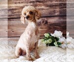 Small Photo #1 Poodle (Toy) Puppy For Sale in COATESVILLE, PA, USA