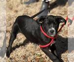 Small #2 Labrador Retriever Mix