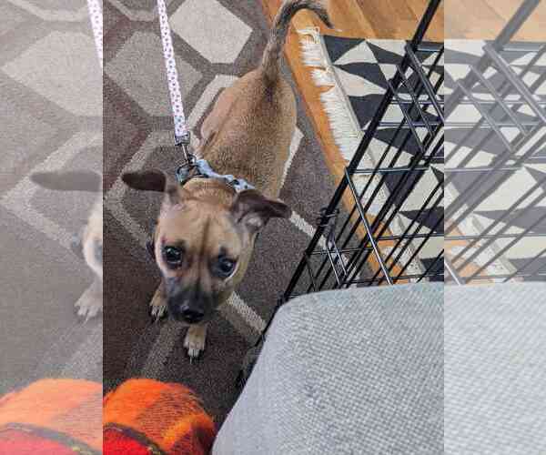 Medium Photo #7 Chihuahua-Unknown Mix Puppy For Sale in Bellevue, WA, USA