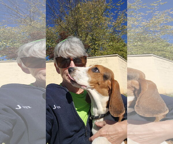 Medium Photo #3 Beagle Puppy For Sale in Thomasville, NC, USA