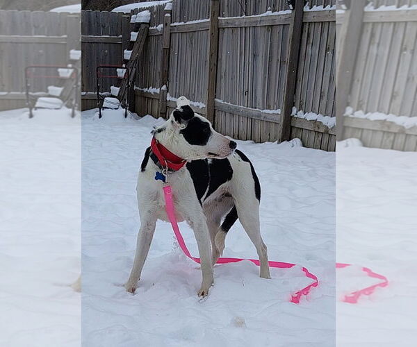 Medium Photo #4 Border Collie-Unknown Mix Puppy For Sale in Cottage Grove, MN, USA