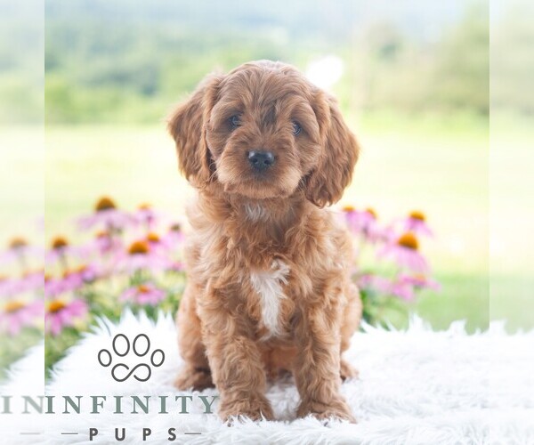 Medium Photo #5 Cavapoo (Miniature) Puppy For Sale in PAXINOS, PA, USA