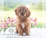 Small #4 Cavapoo (Miniature)