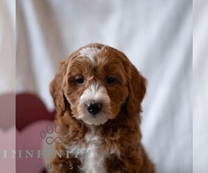 Goldendoodle (Miniature) Puppy for sale in DORNSIFE, PA, USA