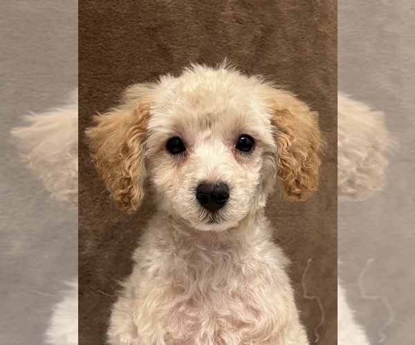 Medium Photo #4 Poodle (Miniature) Puppy For Sale in MARTINSVILLE, IN, USA