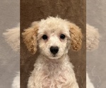 Small Photo #4 Poodle (Miniature) Puppy For Sale in MARTINSVILLE, IN, USA