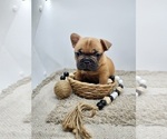 Puppy Daisy French Bulldog