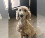 Small Photo #1 Poodle (Standard) Puppy For Sale in ROCK HILL, SC, USA