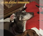 Small #4 Dachshund