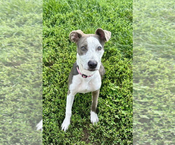 Medium Photo #2 American Staffordshire Terrier-German Shepherd Dog Mix Puppy For Sale in Spotsylvania, VA, USA