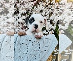 Small Photo #1 American Bulldog Puppy For Sale in PLUMAS LAKE, CA, USA