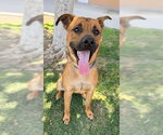 Small Mastiff-Rhodesian Ridgeback Mix