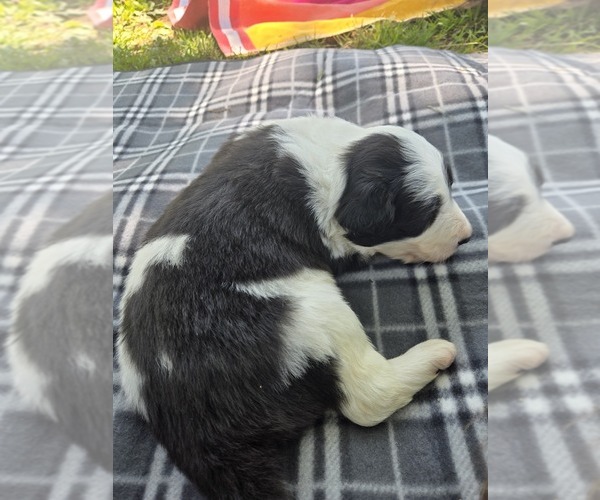 Medium Photo #14 Border Collie Puppy For Sale in LEBANON, MO, USA