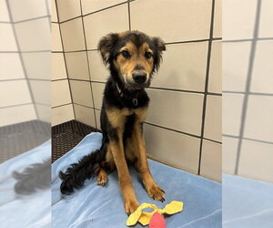 Australian Shepherd-English Shepherd Mix Dogs for adoption in Fort Wayne, IN, USA