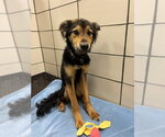 Small Australian Shepherd-English Shepherd Mix