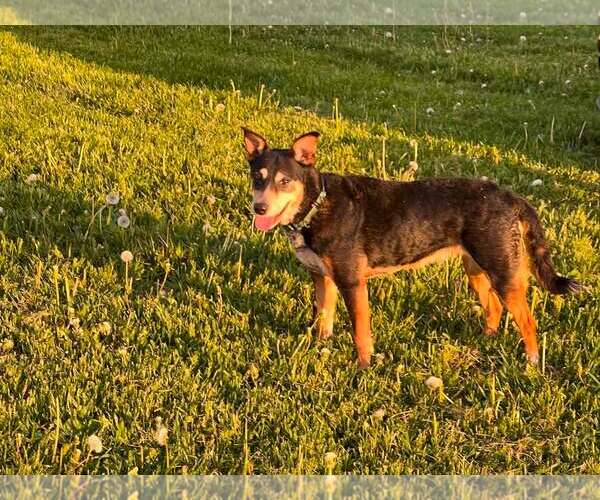 Medium Photo #14 Mutt Puppy For Sale in Sheboygan, WI, USA