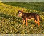 Small #13 Mutt