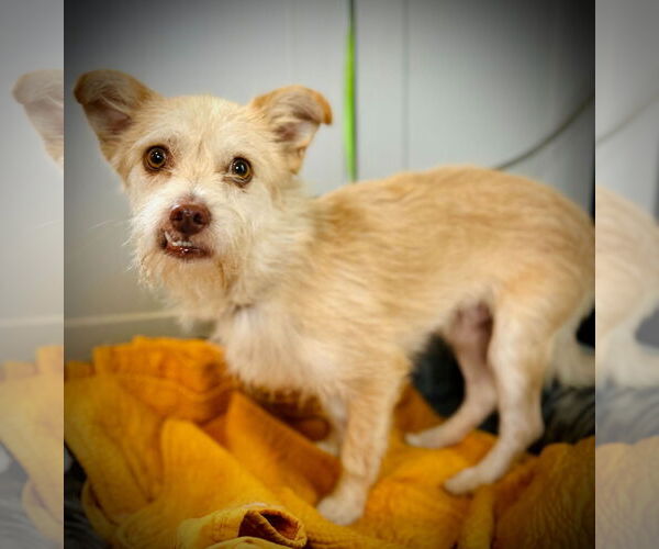 Medium Photo #2 Mutt Puppy For Sale in Pacolet, SC, USA