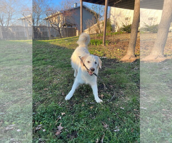 Medium Photo #1 Great Pyrenees Puppy For Sale in Wheaton, IL, USA