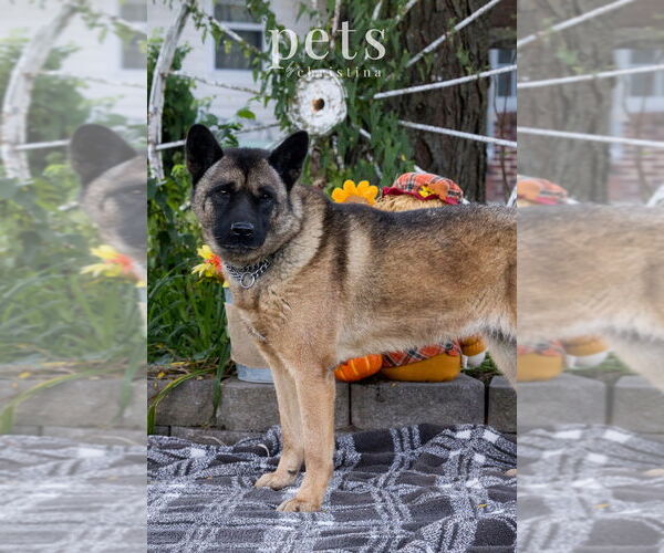 Medium Photo #5 Akita Puppy For Sale in Foristell, MO, USA