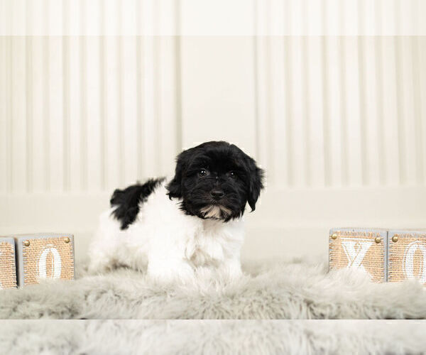 Medium Photo #5 YorkiePoo Puppy For Sale in WARSAW, IN, USA
