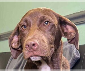 Rat Terrier-Unknown Mix Dogs for adoption in Canton, CT, USA
